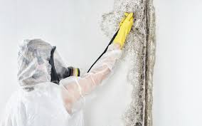 Why You Should Choose Our Mold Remediation Services in Morton Grove, IL